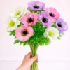 Buntes Anemonen-Trio