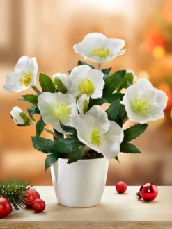 Christrose „Noelia“
