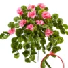 Geranien-Hänger „Rubina“, rosa