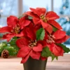 Weihnachtsstern im Topf