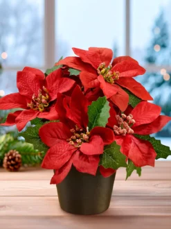 Weihnachtsstern im Topf